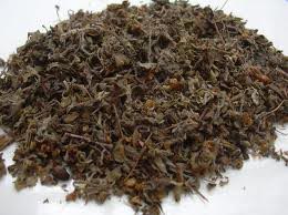 Manufacturers Exporters and Wholesale Suppliers of Basil Leaves Neemuch Madhya Pradesh